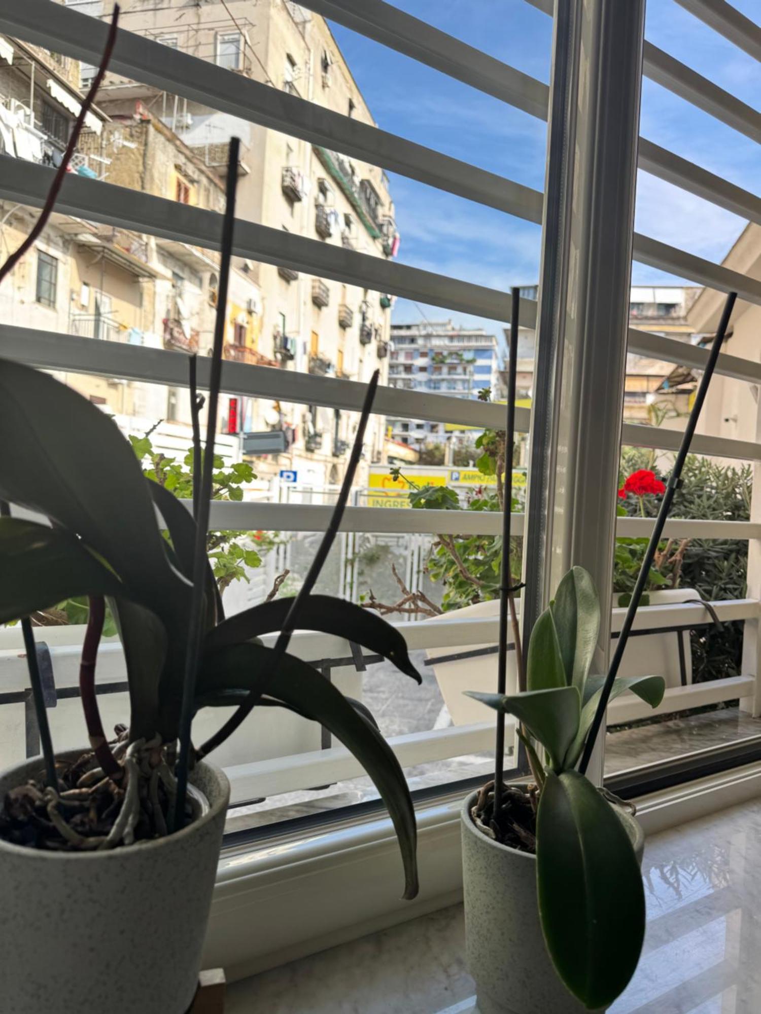 Cosmo 38 Luxury Apartments Naples Extérieur photo